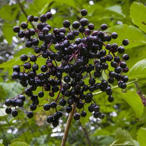 ELDERBERRY-(SAMBUCUS-NIGRA)-ubat-penawar-rawatan-kanser 