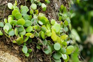 analogi-sel-kanser-payudara-dengan-pokok-duit-duit.