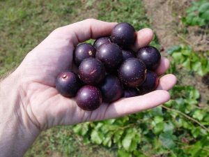 muscadine-grape-dalam-vivix-shaklee