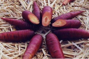 purple-carrot-dalam-vivix-shaklee